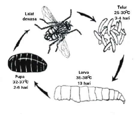 Gambar 8. Siklus hidup lalat 