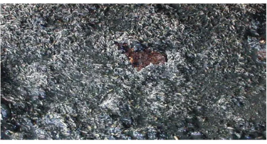 Gambar 9. Larva Lalat 