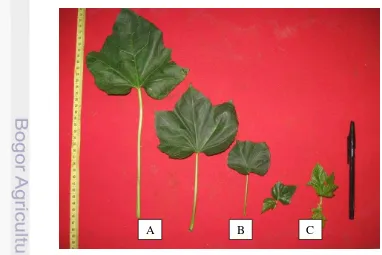 Gambar 3 Daun layak pasar: (A) daun utama, (B) daun yang tumbuh di bawah daun 