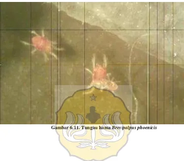 Gambar 6.11. Tungau hama Brevipalpus phoenicis 