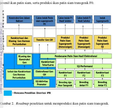 Gambar 2.  Roadmap penelitian untuk memproduksi ikan patin siam transgenik. 