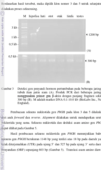Gambar 3  Deteksi gen penyandi hormon pertumbuhan pada beberapa jaringan 