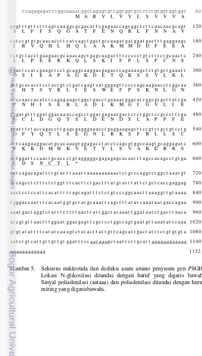 Gambar 5. Sekuens nukleotida dan deduksi asam amino penyusun gen PhGH. 