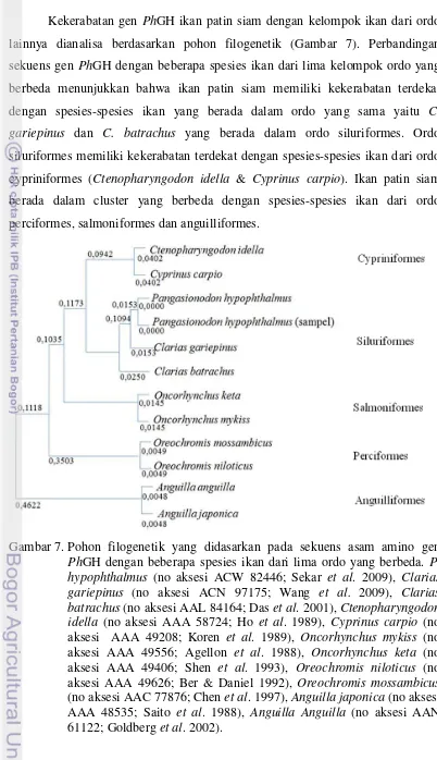 Gambar 7. Pohon filogenetik yang didasarkan pada sekuens asam amino gen 