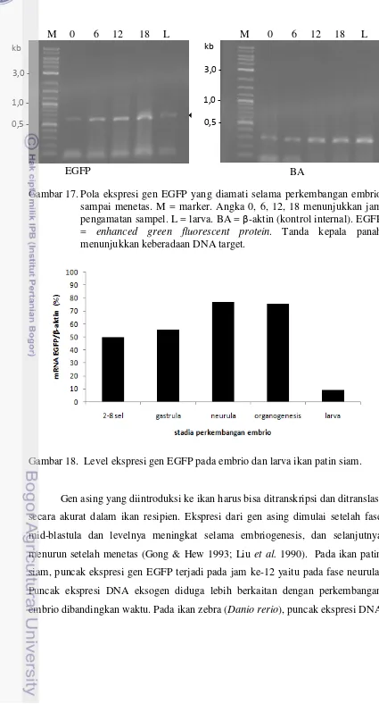 Gambar 17. Pola ekspresi gen EGFP yang diamati selama perkembangan embrio 