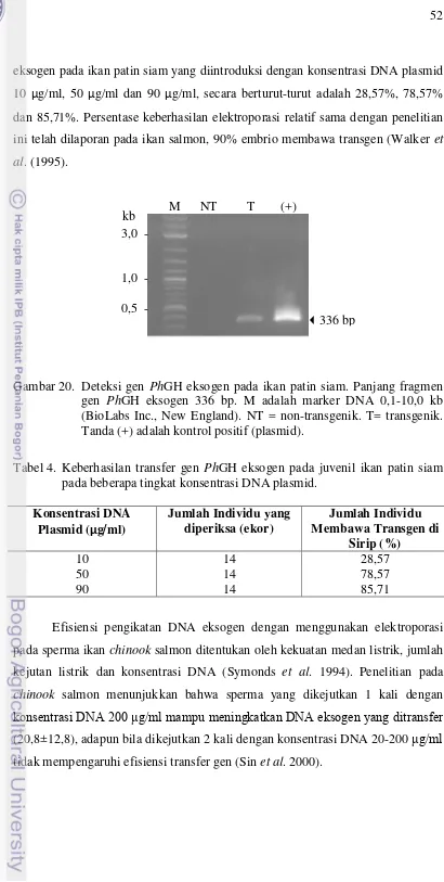 Gambar 20.  Deteksi gen PhGH eksogen pada ikan patin siam. Panjang fragmen 