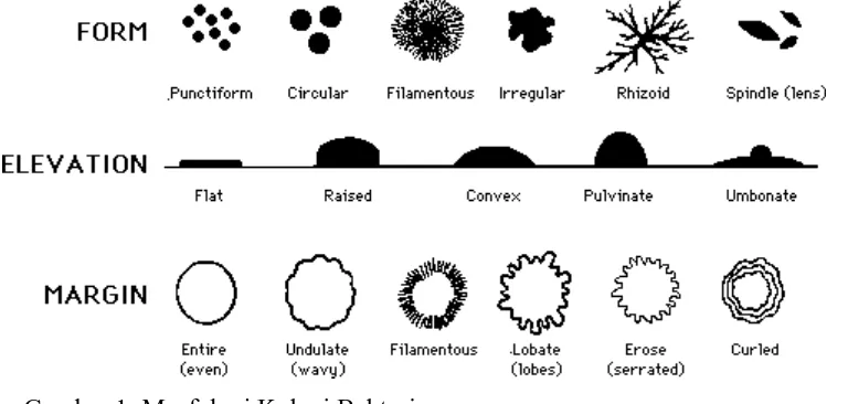 Gambar 1. Morfologi Koloni Bakteri 