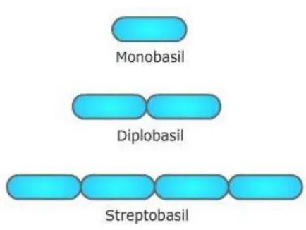 Gambar 2. Bentuk-bentuk Bakteri Basil 