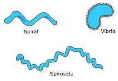 Gambar 3. Bentuk-bentuk Bakteri Spiral 