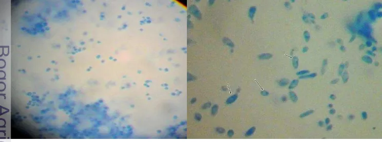 Gambar 4 Sel khamir yang diduga Candida sp. dalam bentuk sel blastospora  yang 