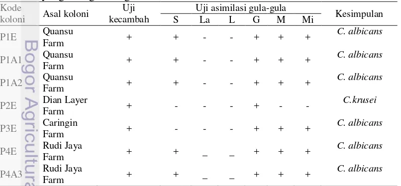 Tabel 2  Hasil uji tabung kecambah dan asimilasi gula-gula terhadap seluruh isolat 