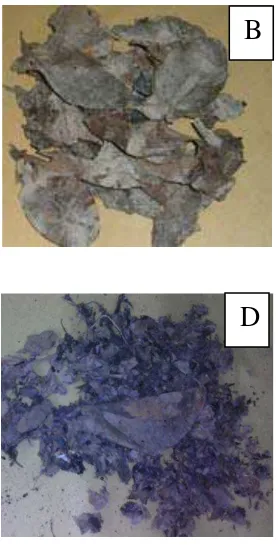Gambar 8.Bentuk serasah daun A.marina  yang mengalami dekomposisi selama 15 hari sampai dengan 105 hari