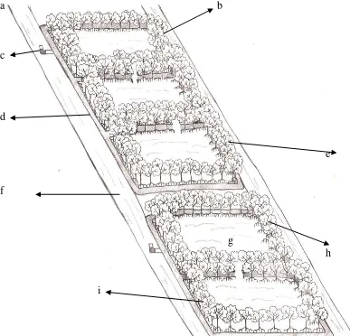 Gambar 6. Model tambak yang digunakan di DesaTanjung Rejo : (a) pintu air, (b) mangrove, (c) pipa paralon, (d) bedengan, (e) R.mucronata, (f) paluh (aliran sungai), (g) tambak, (i) R.apiculata 