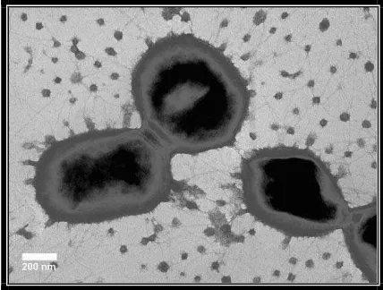 Gambar 1. Bakteri Porphyomonas gingivalis.20 