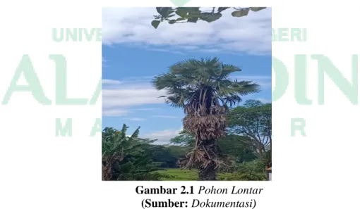 Gambar 2.1 Pohon Lontar  (Sumber: Dokumentasi) 