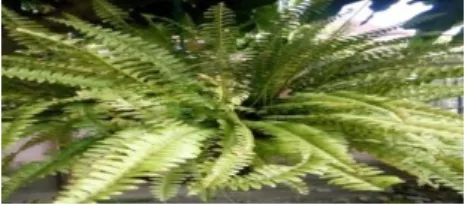Gambar : 13. Nephrolepis sp. 