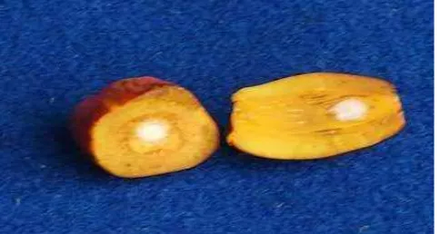 Gambar 2.2. Penampang buah kelapa sawit varietas Pisifera 