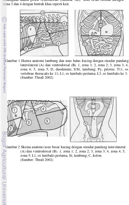 Gambar 2 Skema anatomi usus besar kucing dengan standar pandang laterolateral 