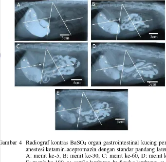 Gambar 4  Radiograf kontras BaSO4 organ gastrointestinal kucing perlakuan 