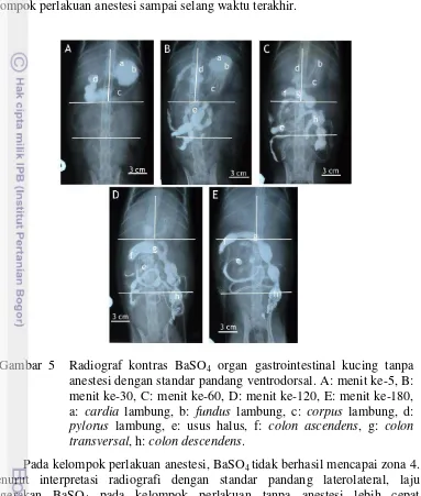 Gambar 5  Radiograf kontras BaSO4 organ gastrointestinal kucing tanpa 