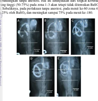 Gambar 6  Radiograf kontras BaSO4 organ gastrointestinal kucing perlakuan 