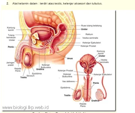 Gambar  Sistem Reproduksi Laki-Laki