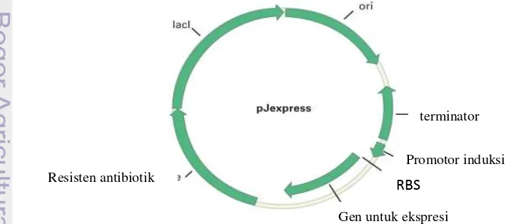 Gambar 2 Plasmid vektor pJExpress (Sadler et al. 1983). 
