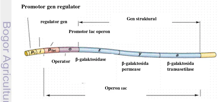 Gambar 3 Struktur operon lac (Farabee 2007). 