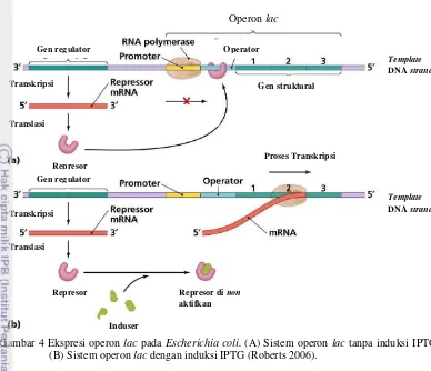 Gambar 4 Ekspresi operon  lac pada Escherichia coli. (A) Sistem operon lac tanpa induksi IPTG