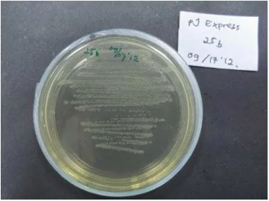 Gambar 5 Hasil kultur sel  E.coli Top 10 F transforman.   