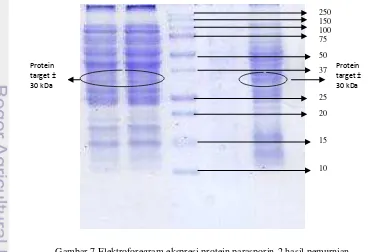 Gambar 7 Elektroforegram ekspresi protein parasporin-2 hasil pemurnian.   