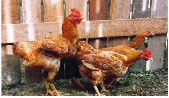 Gambar 1  Ayam nunukan jantan (kiri) dan betina (kanan). 