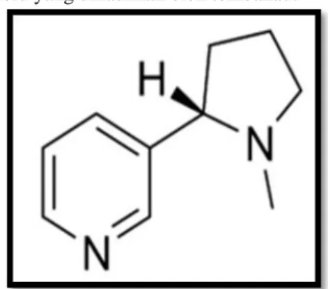 Gambar 2.1Struktur molekul nikotin  (Mycek et al dalam Setiawati, 2013).  Nikotin  sangat  larut  lipid  sehingga  mudah  diabsorbsi  pada  mukosa  mulut,  paru,  mukosa  pencernaan  dan  kulit