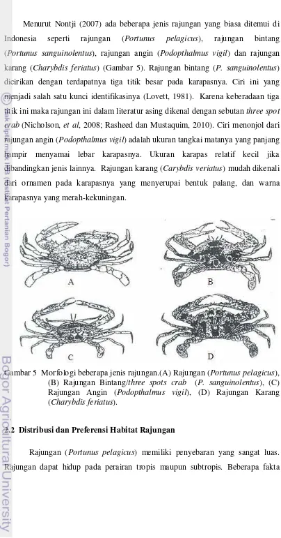 Gambar 5  Morfologi beberapa jenis rajungan.(A) Rajungan (Portunus pelagicus),    