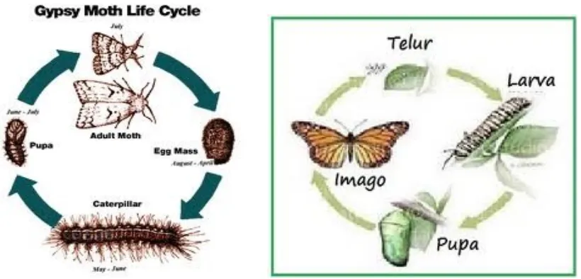 Gambar metamorfosis ngengat dan kupu-kupu.