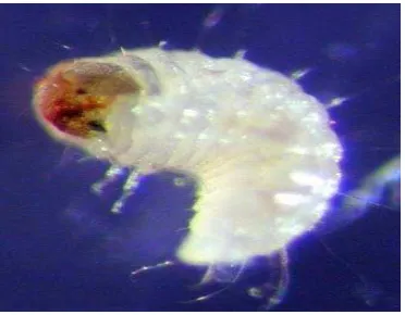 Gambar 1. Larva C. chinensisSumber : http://www.the-piedpiper.co.uk/th7c.html   