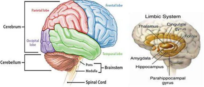 Gambar 2.1.Anatomi Otak Normal 