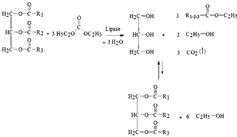 Gambar 2.1 Transesterifikasi enzimatik minyak nabati dengan dimetil karbonat (DMC) dalam sistem pelarut 