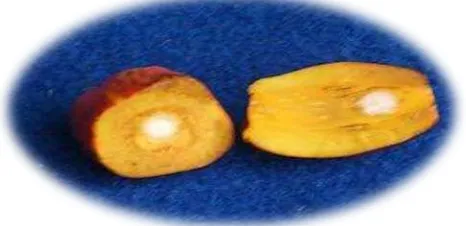 Gambar 2.4 Penampang buah kelapa sawit varietas Tanera 