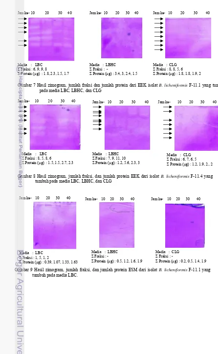 Gambar 7 Hasil zimogram, jumlah fraksi dan jumlah protein dari EEK isolat B. licheniformis F-11.1 yang tumbuh 
