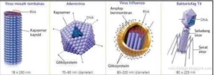 Gambar  2.2  Berbagai  macam  bentuk  kapsid  pada  virus  (Generalov,  2016  :  105)