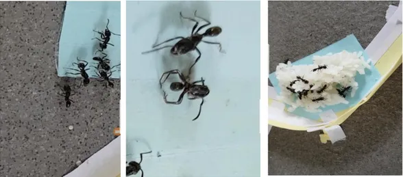 Gambar 7. (kiri ke kanan) Seekor semut tengah membantu temannya untuk melepaskan diri  dari kertas perekat berwarna birupada percobaan pertama