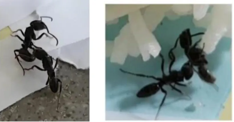 Gambar 8. (kiri ke kanan) Semut yang membawa temannya yang terluka pada percobaan  pertama  dan ketiga