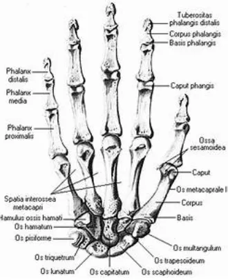Gambar anatomi ossa manus