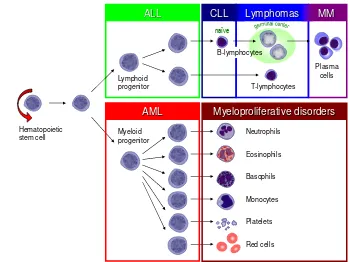 Gambar 1.1. Ekspansi klonal pada perkembangan sel limfosit tertentu.2
