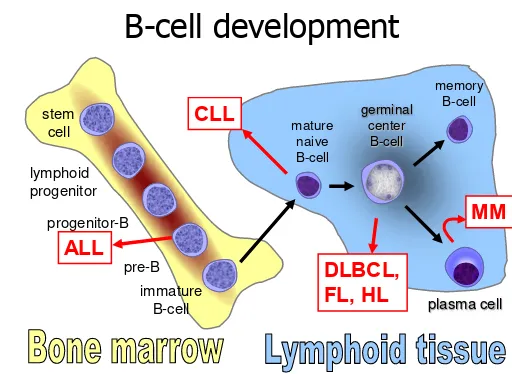 Gambar 2.2. Skema perkembangan sel di dalam sumsum tulang dan jaringan limfoid.2 
