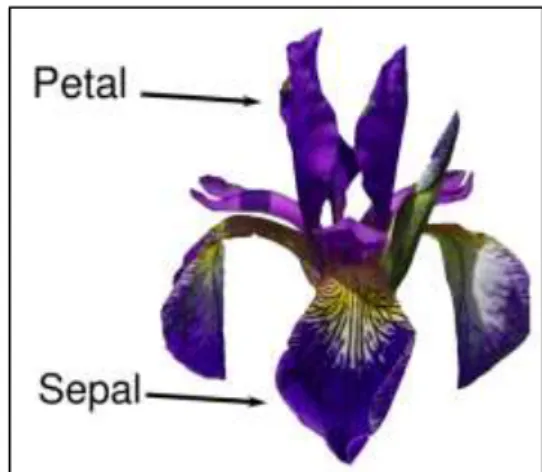 Gambar 2.1 Bagian Bunga Iris sebagai identifier dari multiclass classification  (Müller and Guido, 2016) 