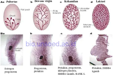 Gambar 2.1. Kadar hormon progesteron, estradiol dan prolaktin selama kehamilan pada tikus (Kenyon, 2014)
