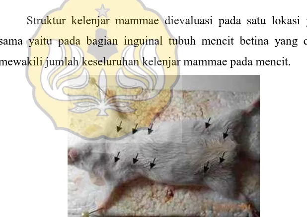 Gambar 3.7. Posisi Kelenjar Mammae pada Mencit ( M. musculus L.)   Keterangan: Tanda panah menunjukan papila mammae mencit  
