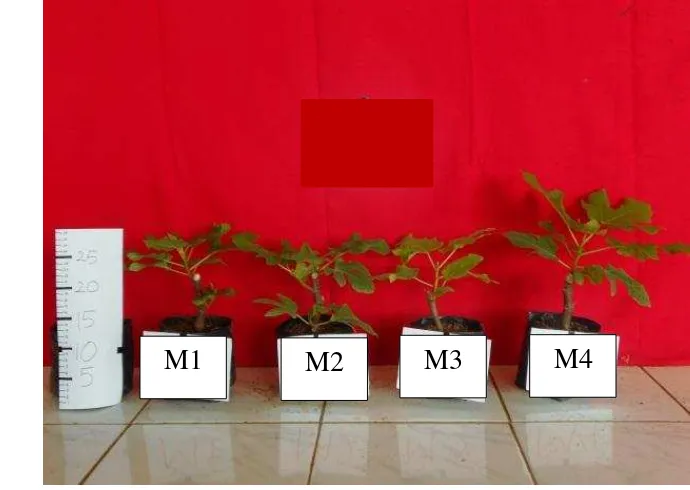 Gambar 9. Perbandingan ukuran tanaman pada 12 MST 